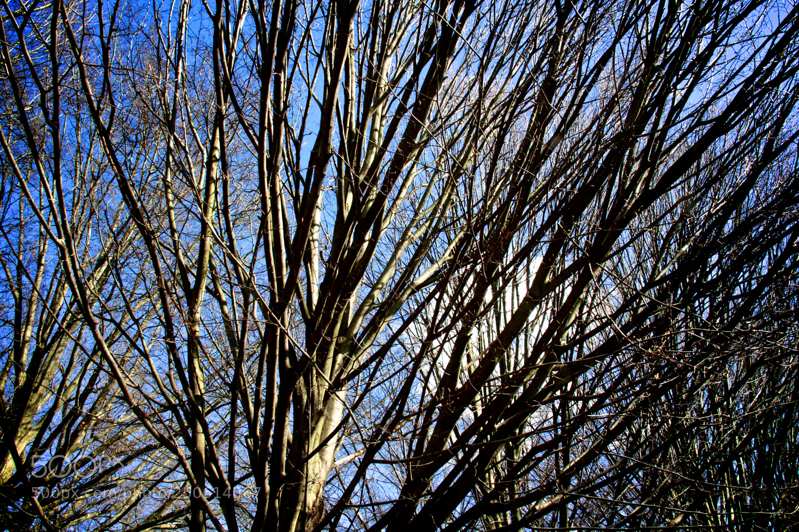 Canon EOS 60D sample photo. Tree-mendous photography
