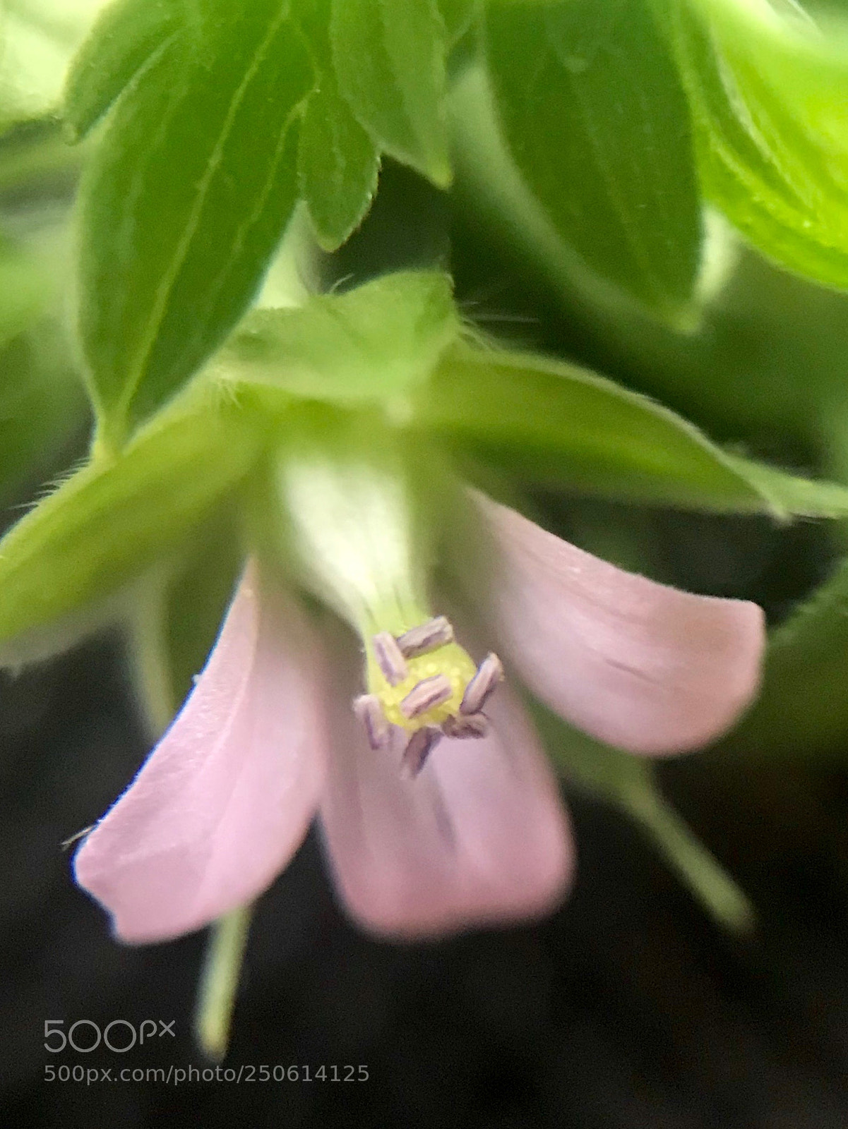 Apple iPhone 7 Plus sample photo. Untitledmississippiwildflower photography