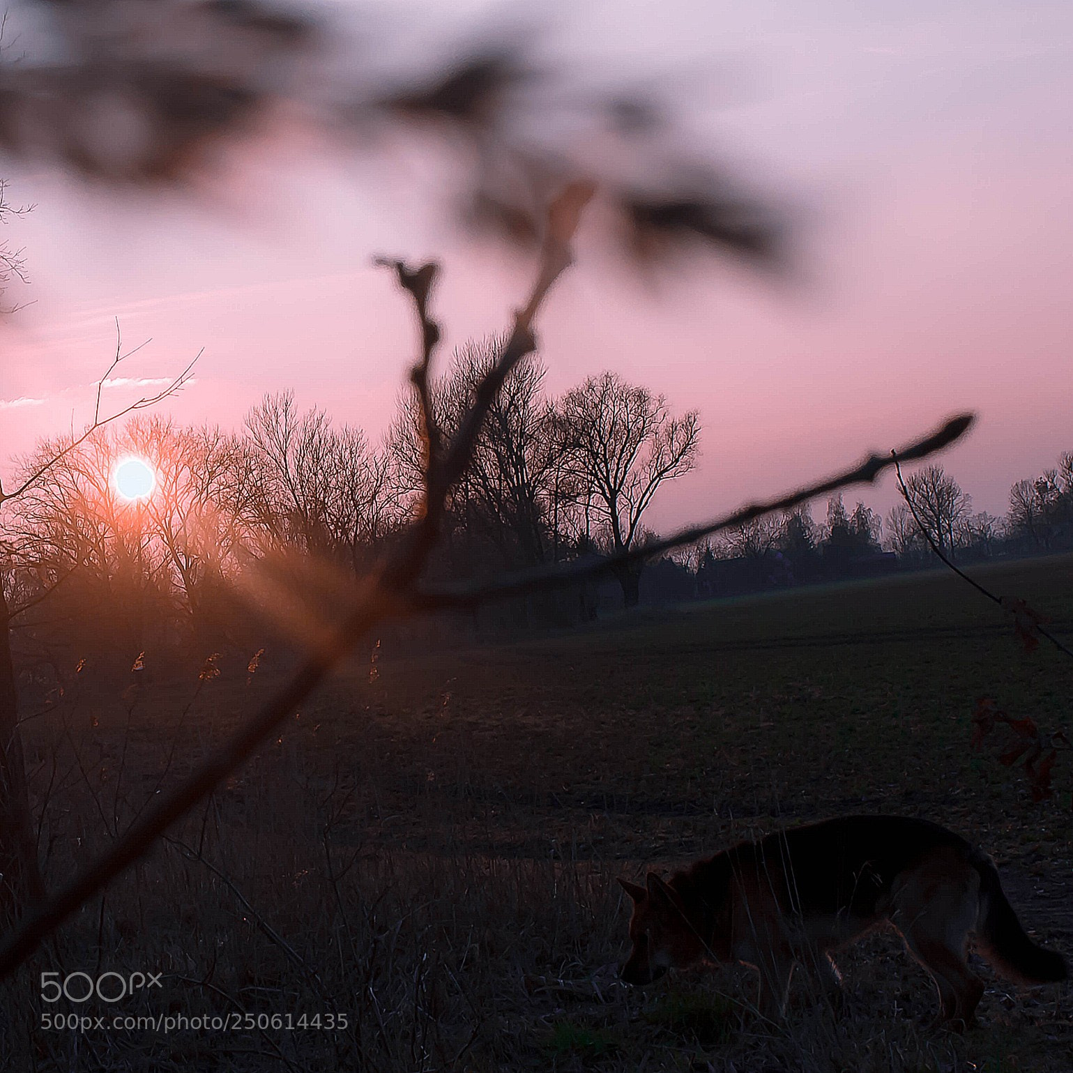 Nikon D5200 sample photo. Golden-time photography