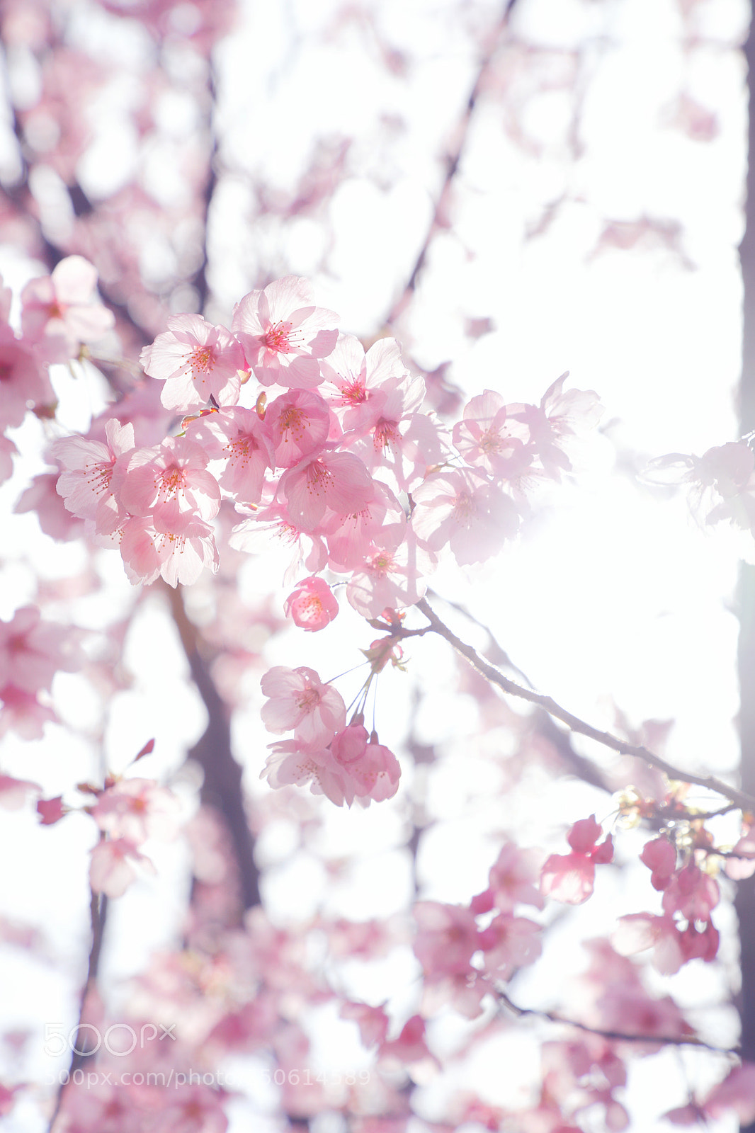 Canon EOS 5D Mark IV sample photo. Bouquet of spring. sakura photography