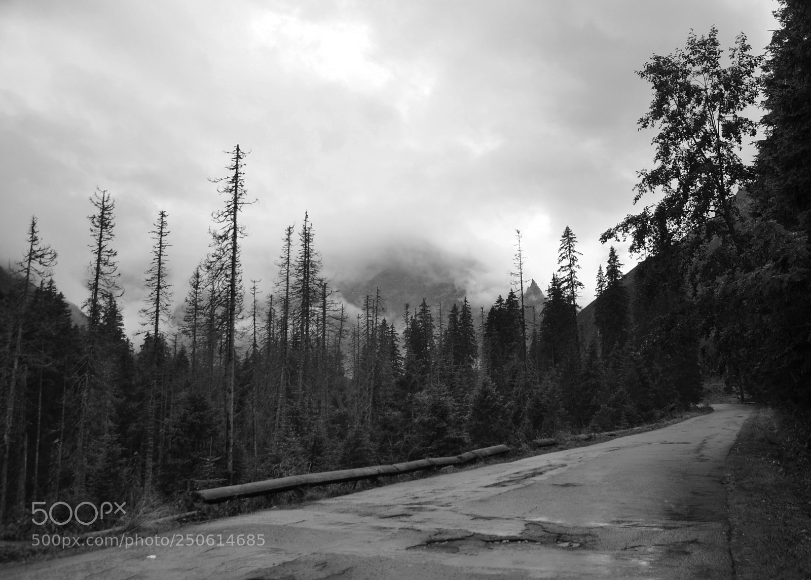 Nikon D90 sample photo. Foggy photography