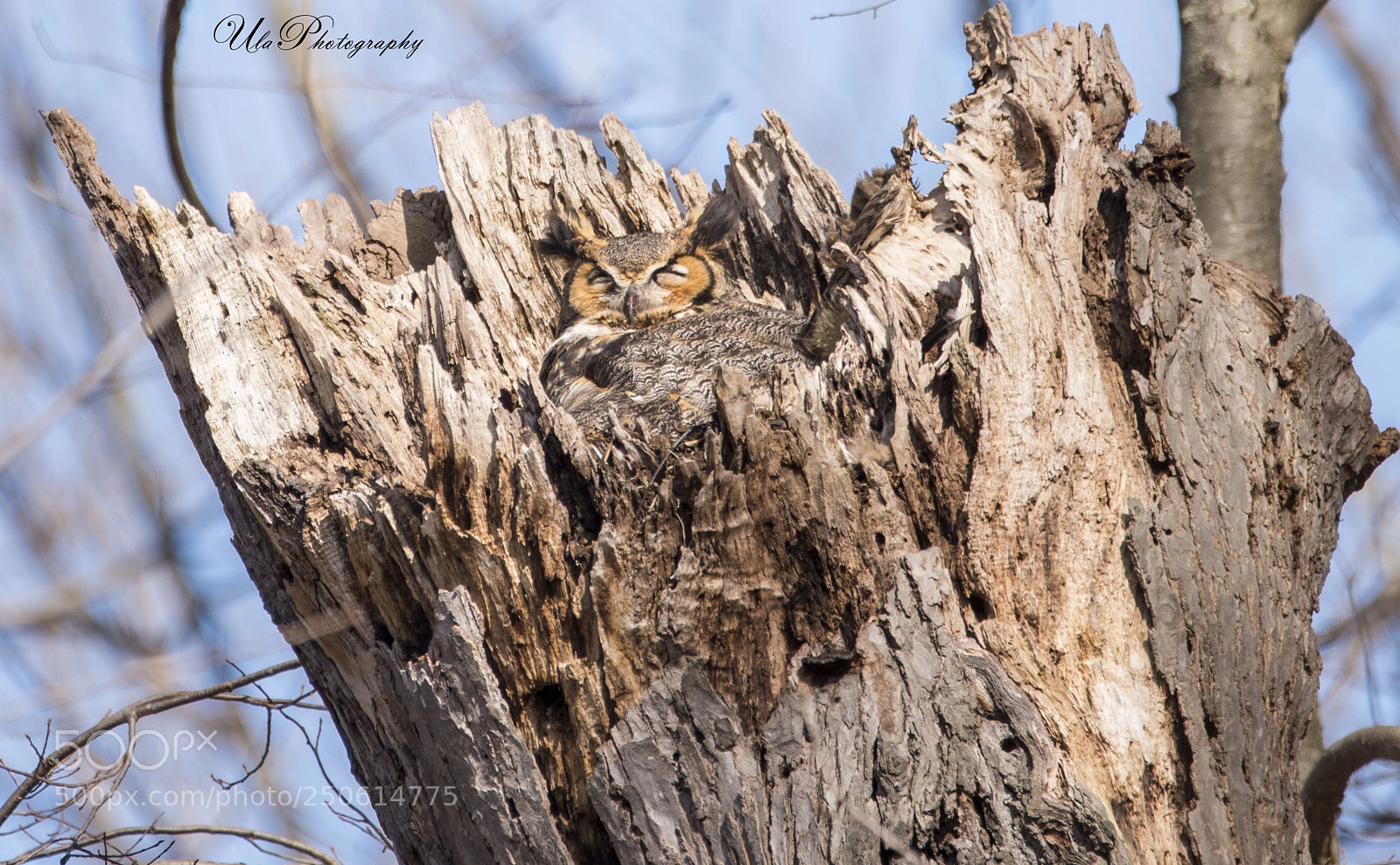 Nikon D810 sample photo. Great horned owl nest photography