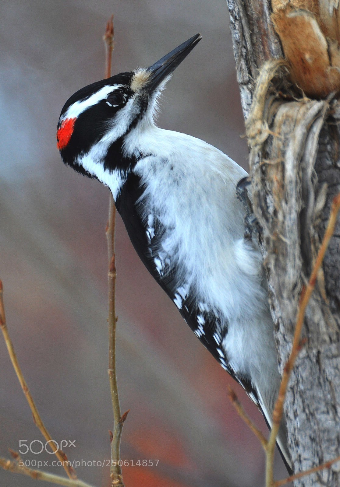 Nikon D90 sample photo. Hairy woodpecker  photography