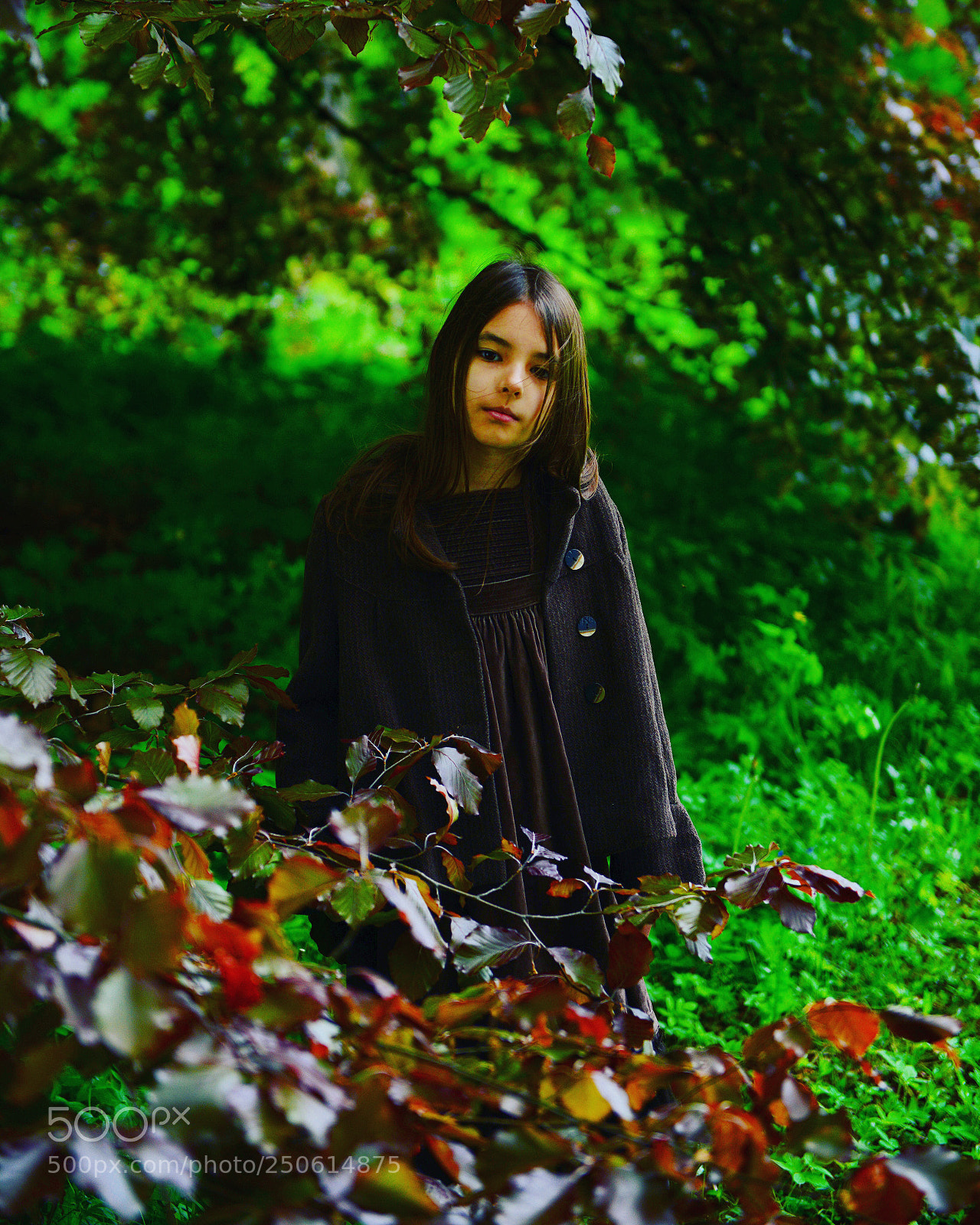 Nikon D800 sample photo. Magical forest ... photography