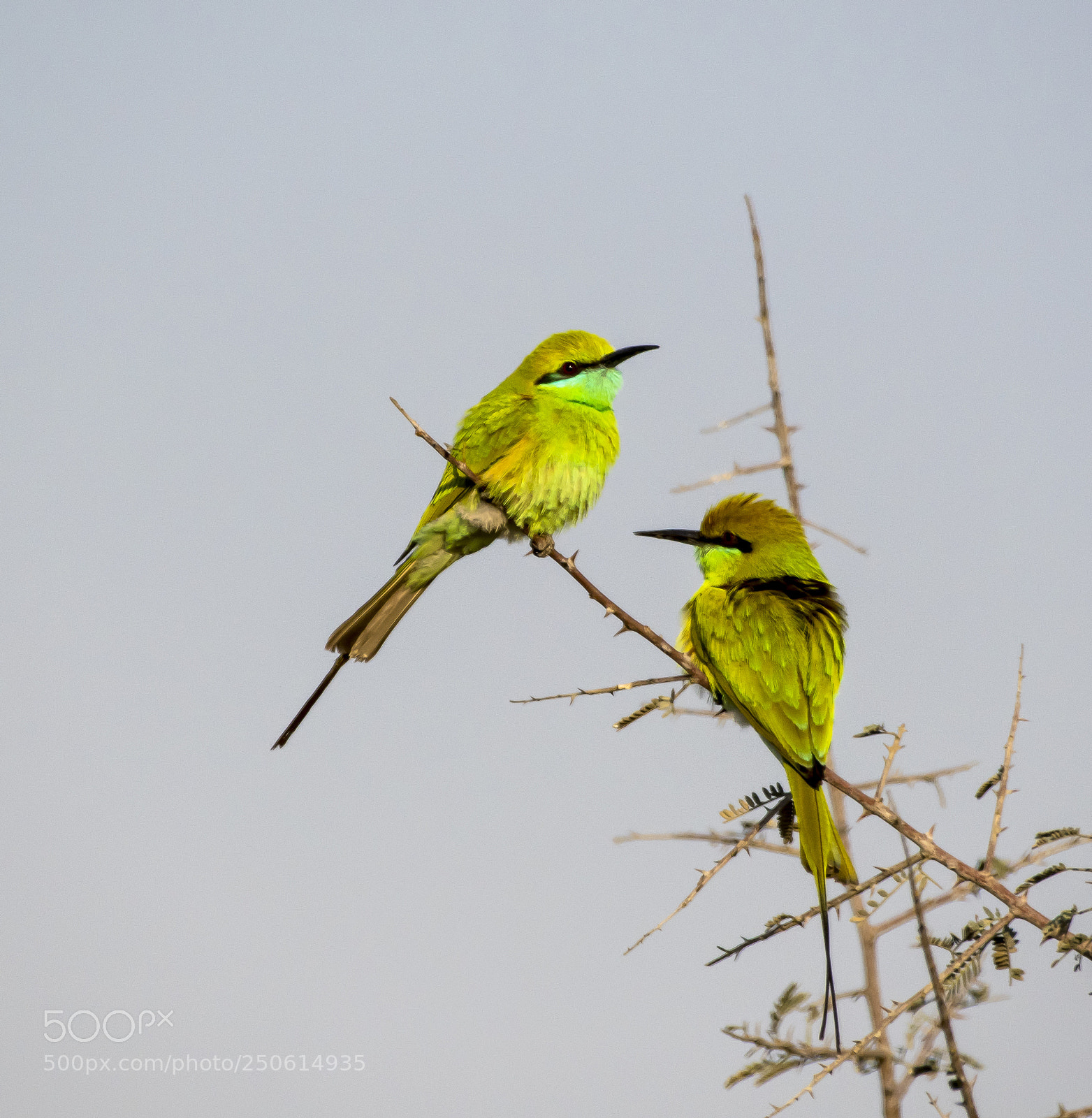 Nikon D850 sample photo. Green bee eaters photography
