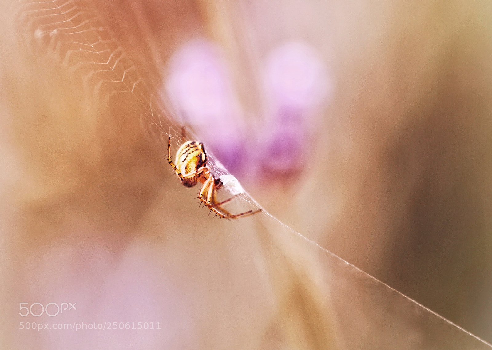 Canon EOS 70D sample photo. Spider photography