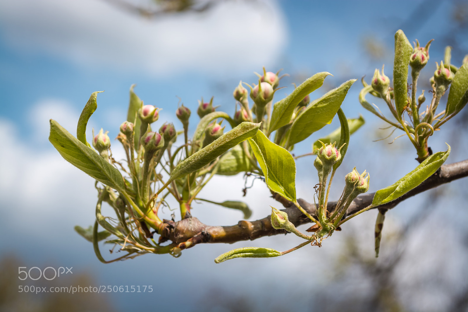Nikon D5200 sample photo. Скоро розквітнуть... / blossom soon... photography