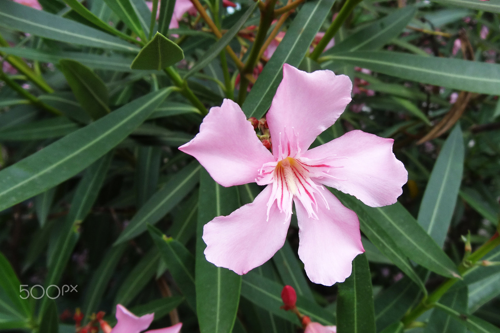 Sony Cyber-shot DSC-HX10V sample photo. Soft pink sweet oleander flower or a bay of roses (fragrant oleander, oleander, oleander nerium... photography