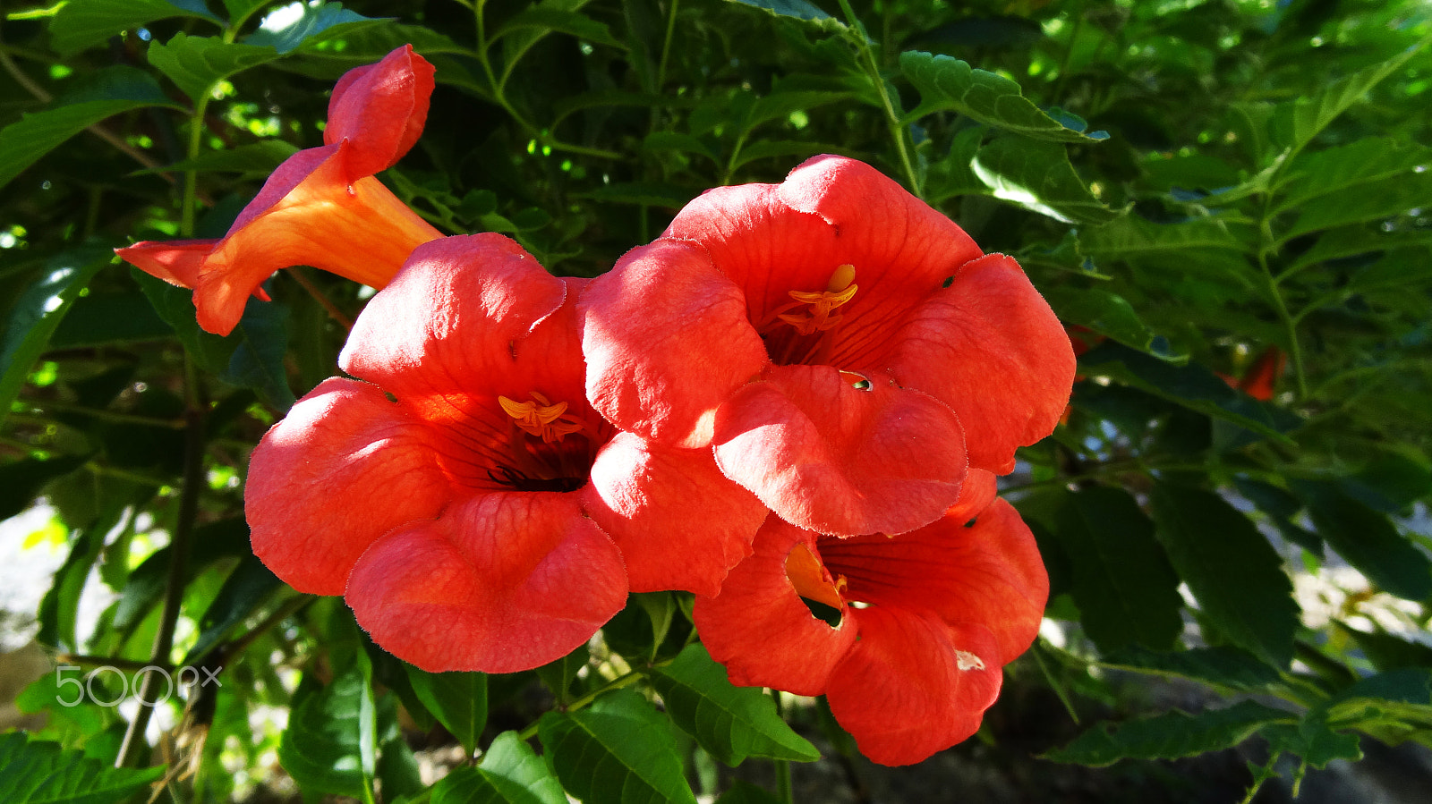 Sony Cyber-shot DSC-HX10V sample photo. Blossom flower of campsis radicans on the tree. trumpet creeper is a species of flowering plant... photography