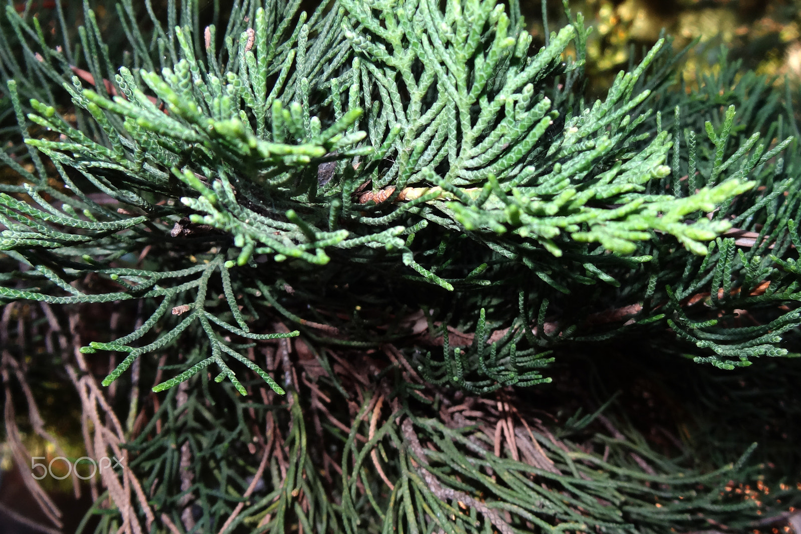 Sony Cyber-shot DSC-HX10V sample photo. Evergreen coniferous tree - short-haired black spruce, background photography