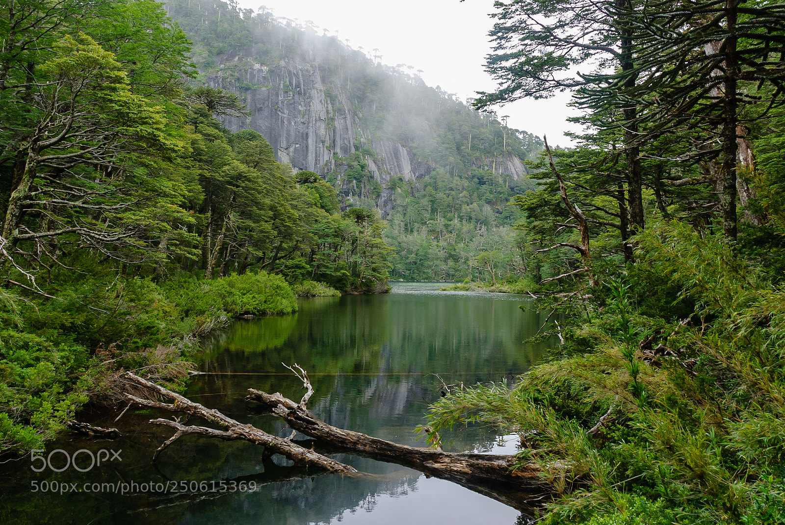 Nikon D80 sample photo. Quiet place in huerquehue photography