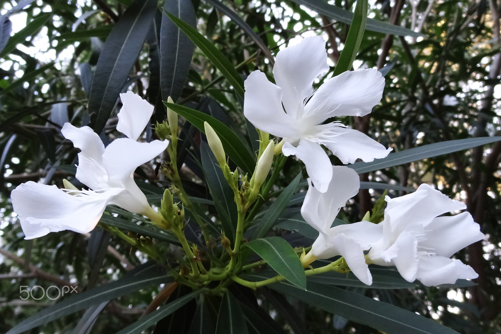 Sony Cyber-shot DSC-HX10V sample photo. Soft pink sweet oleander flower or a bay of roses (fragrant oleander, oleander, oleander nerium... photography