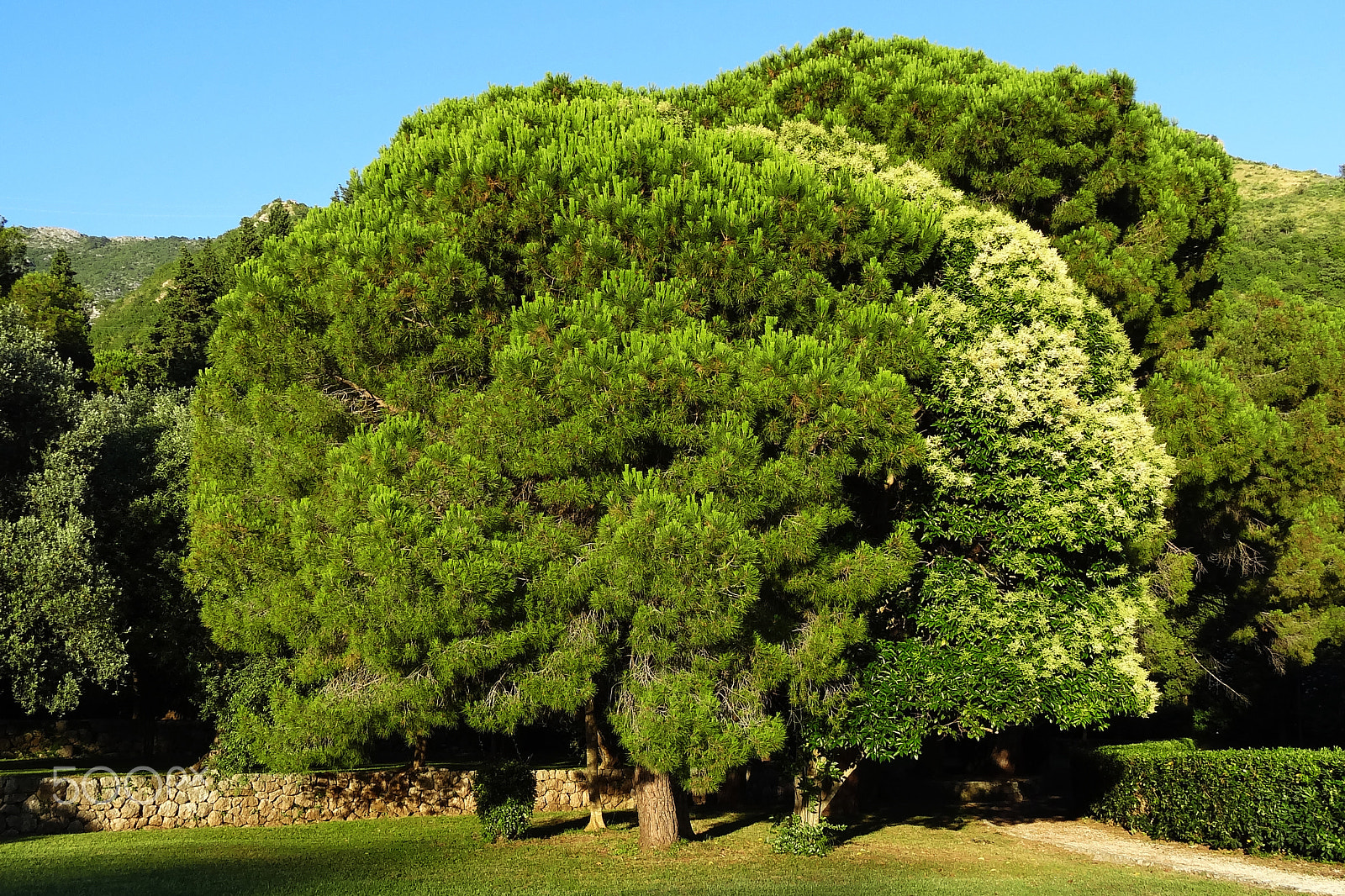 Sony Cyber-shot DSC-HX10V sample photo. Green tree with a large crown in the morning photography