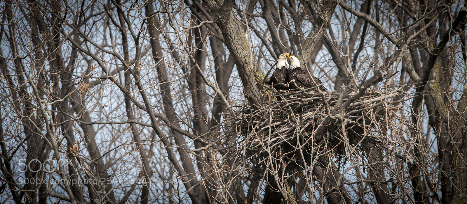 Nikon D810 sample photo. Eagles nest photography