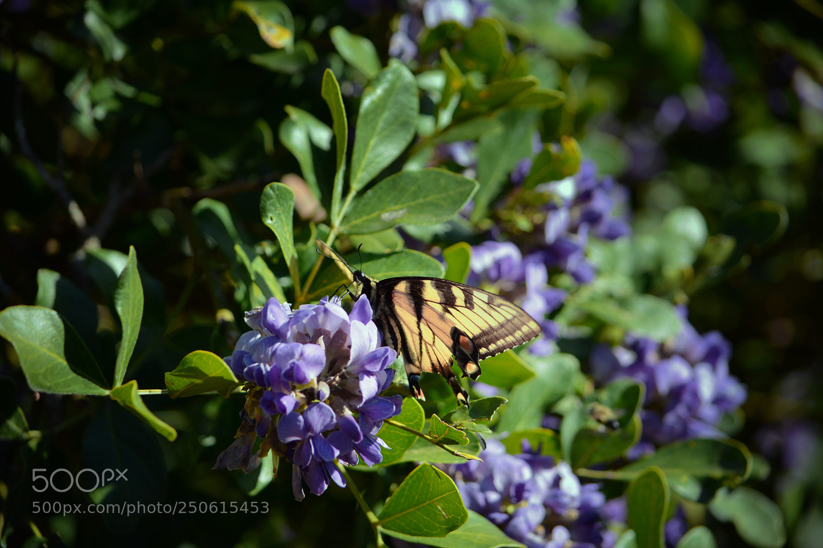 Nikon D7100 sample photo. Untitled photography