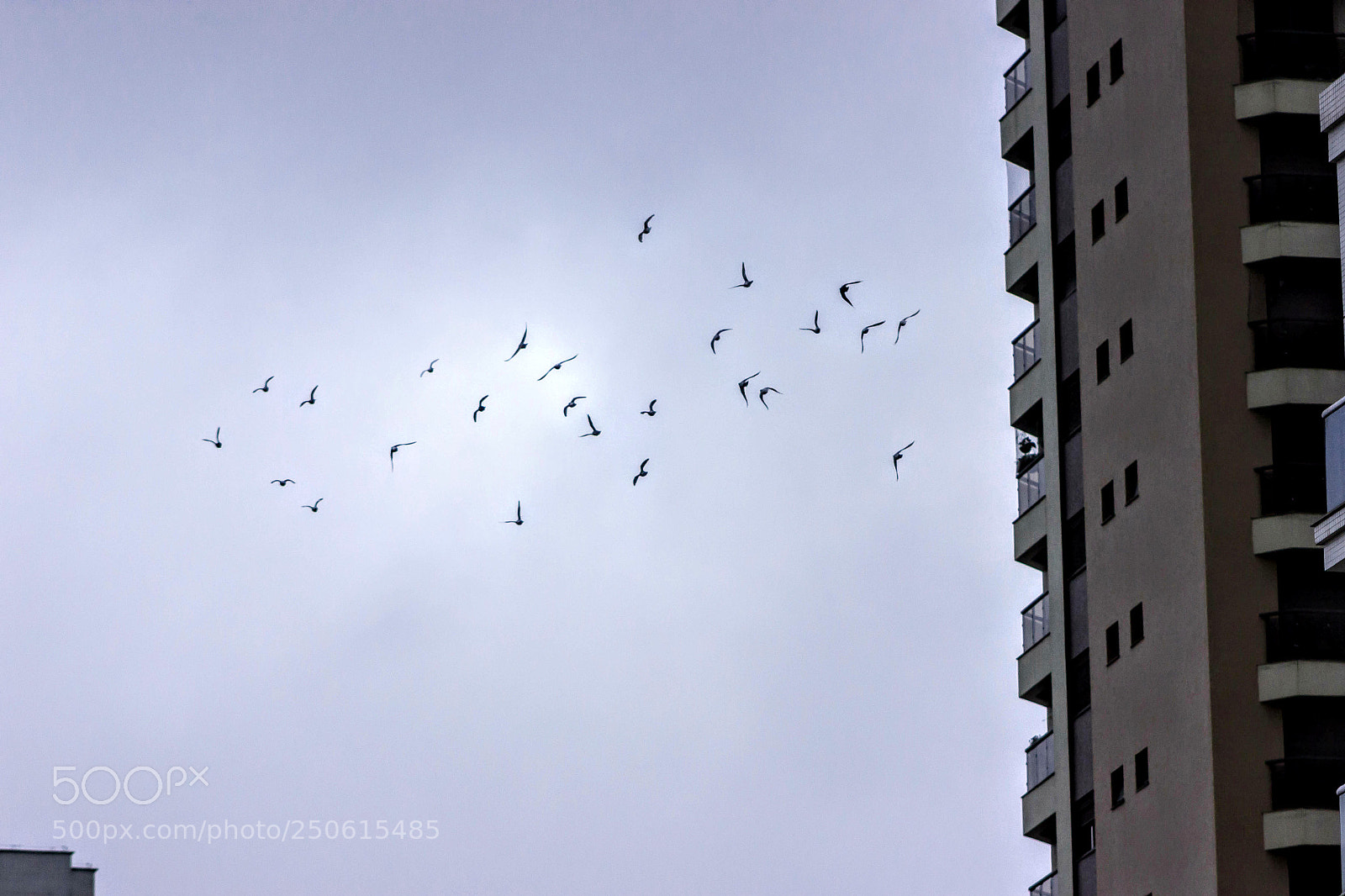 Canon EOS 550D (EOS Rebel T2i / EOS Kiss X4) sample photo. Urban pigeons photography