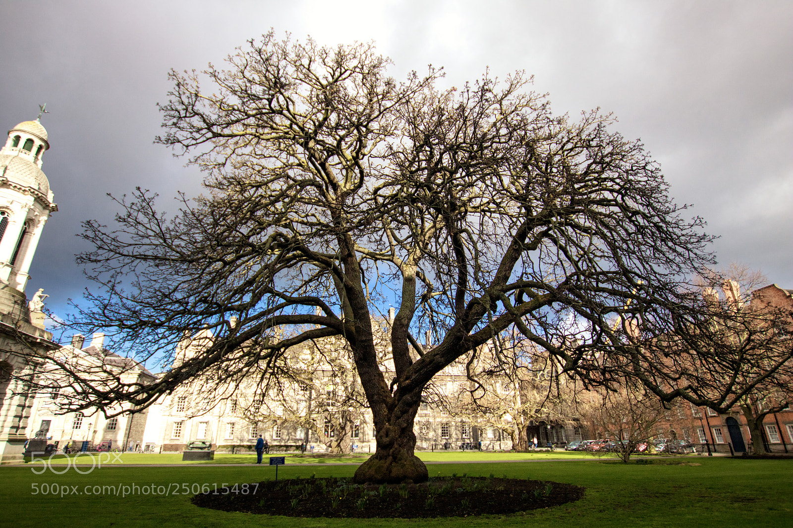 Canon EOS 760D (EOS Rebel T6s / EOS 8000D) sample photo. Amazing tree photography