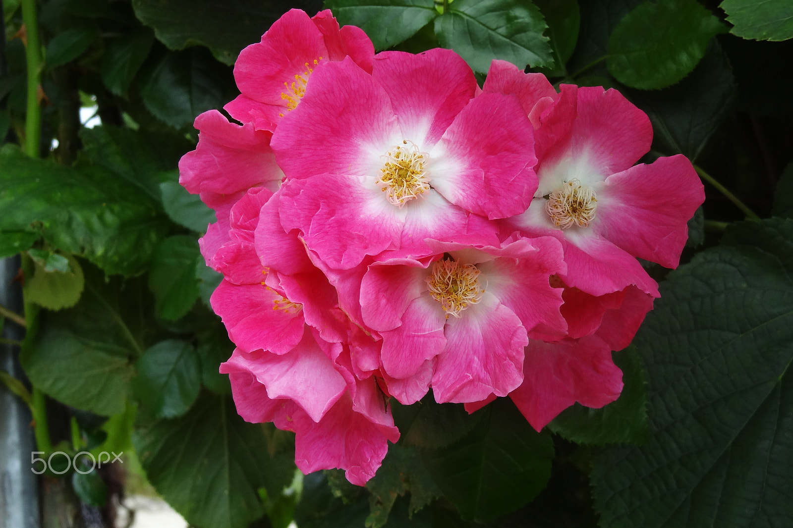 Sony Cyber-shot DSC-HX10V sample photo. Beautiful red pelargonium blossoms among foliage photography