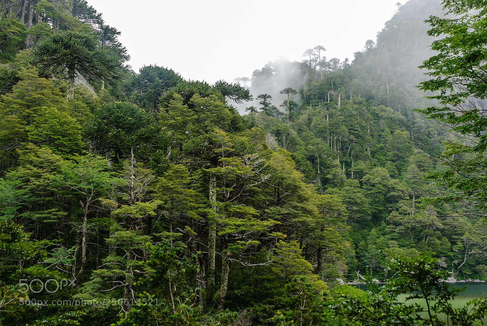Nikon D80 sample photo. Araucarias fog at huerquehue photography
