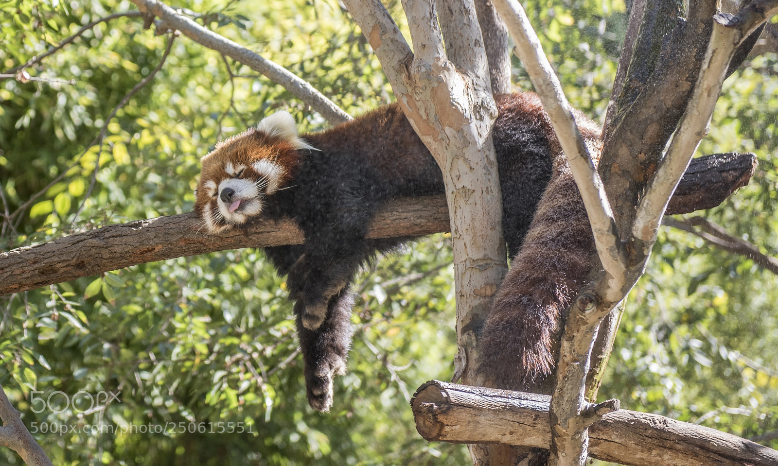 Nikon D810 sample photo. San diego zoo photography