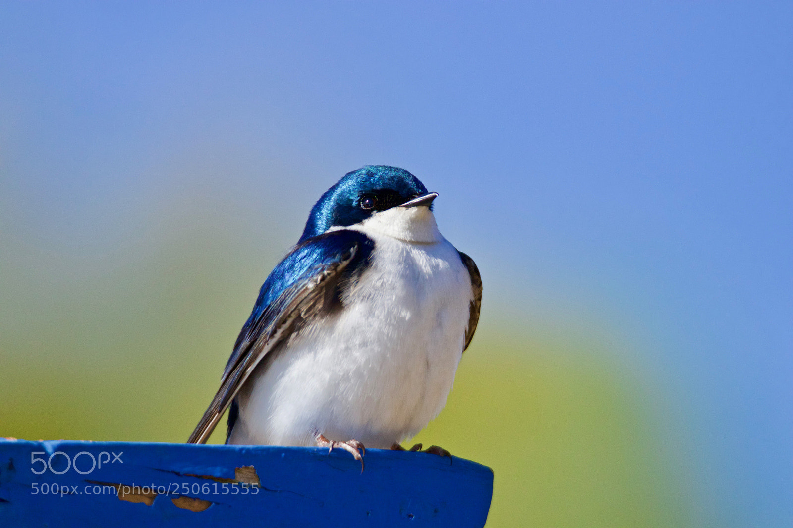 Canon EOS 80D sample photo. Posing tree swallow photography
