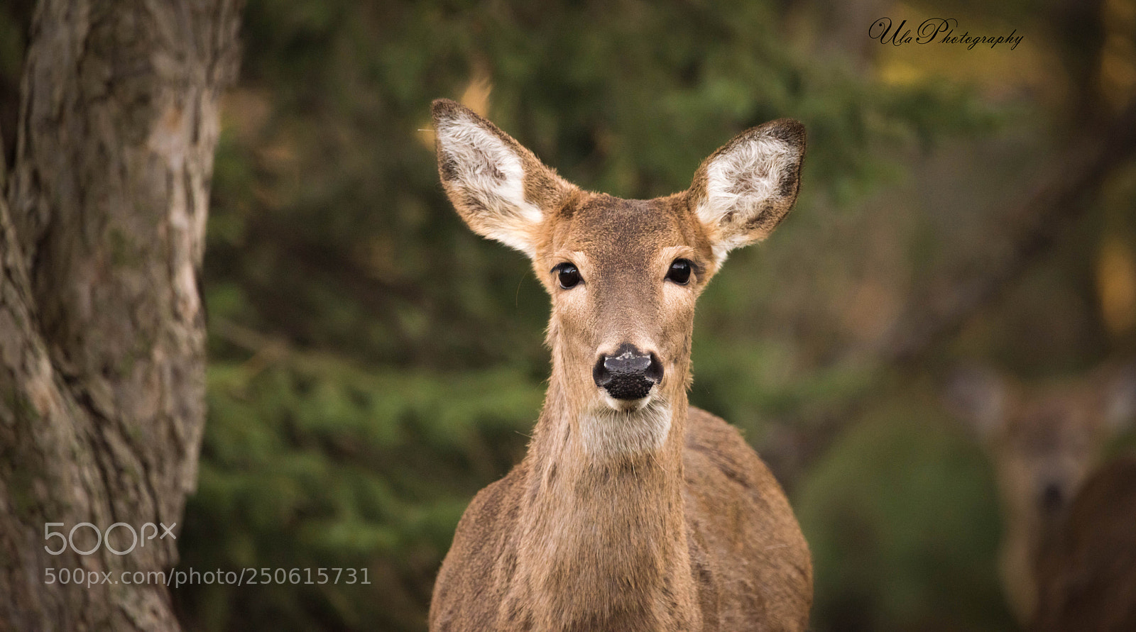 Nikon D810 sample photo. Deer photography