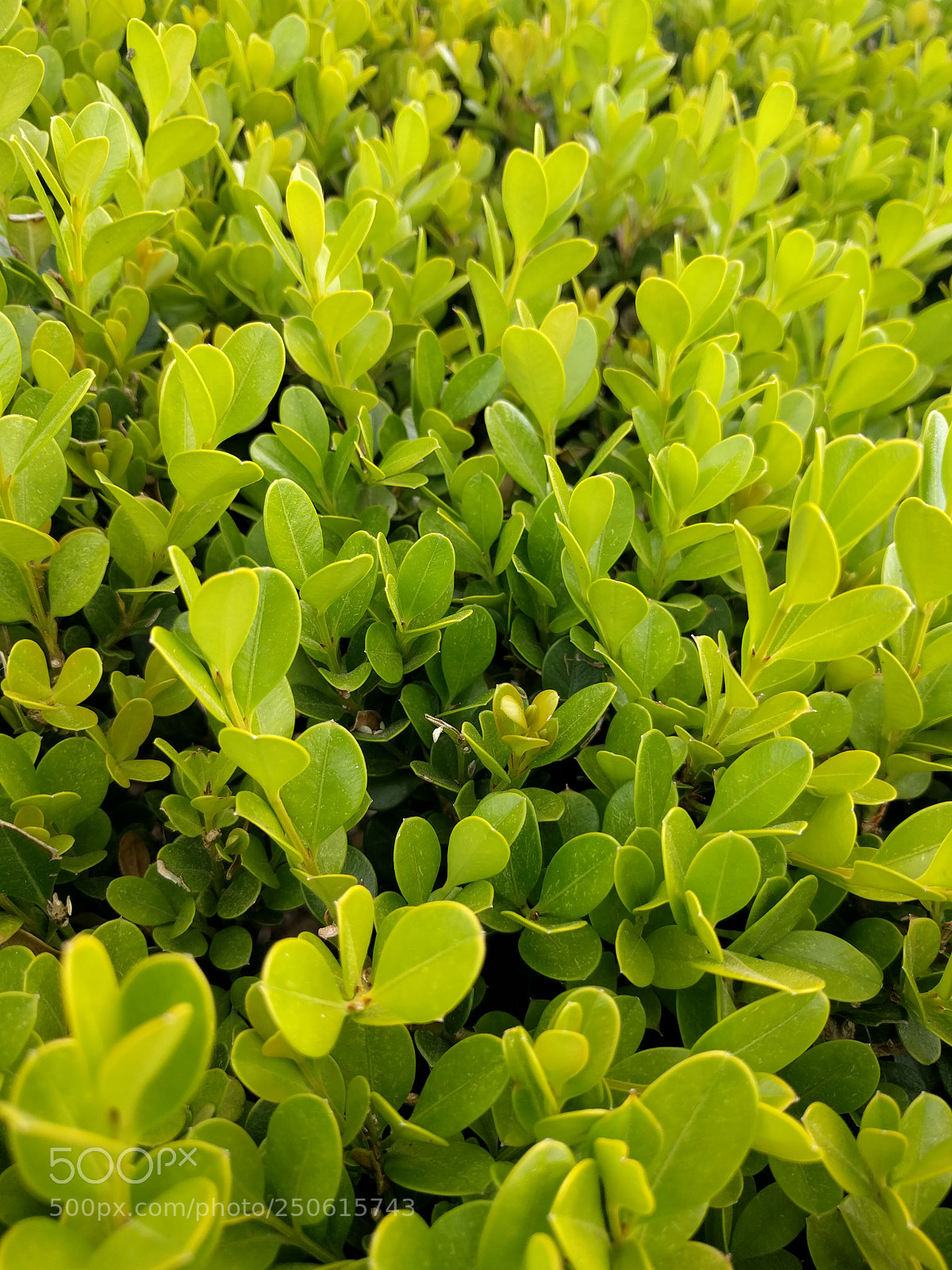 LG Nexus 5X sample photo. Spring shrubbery photography