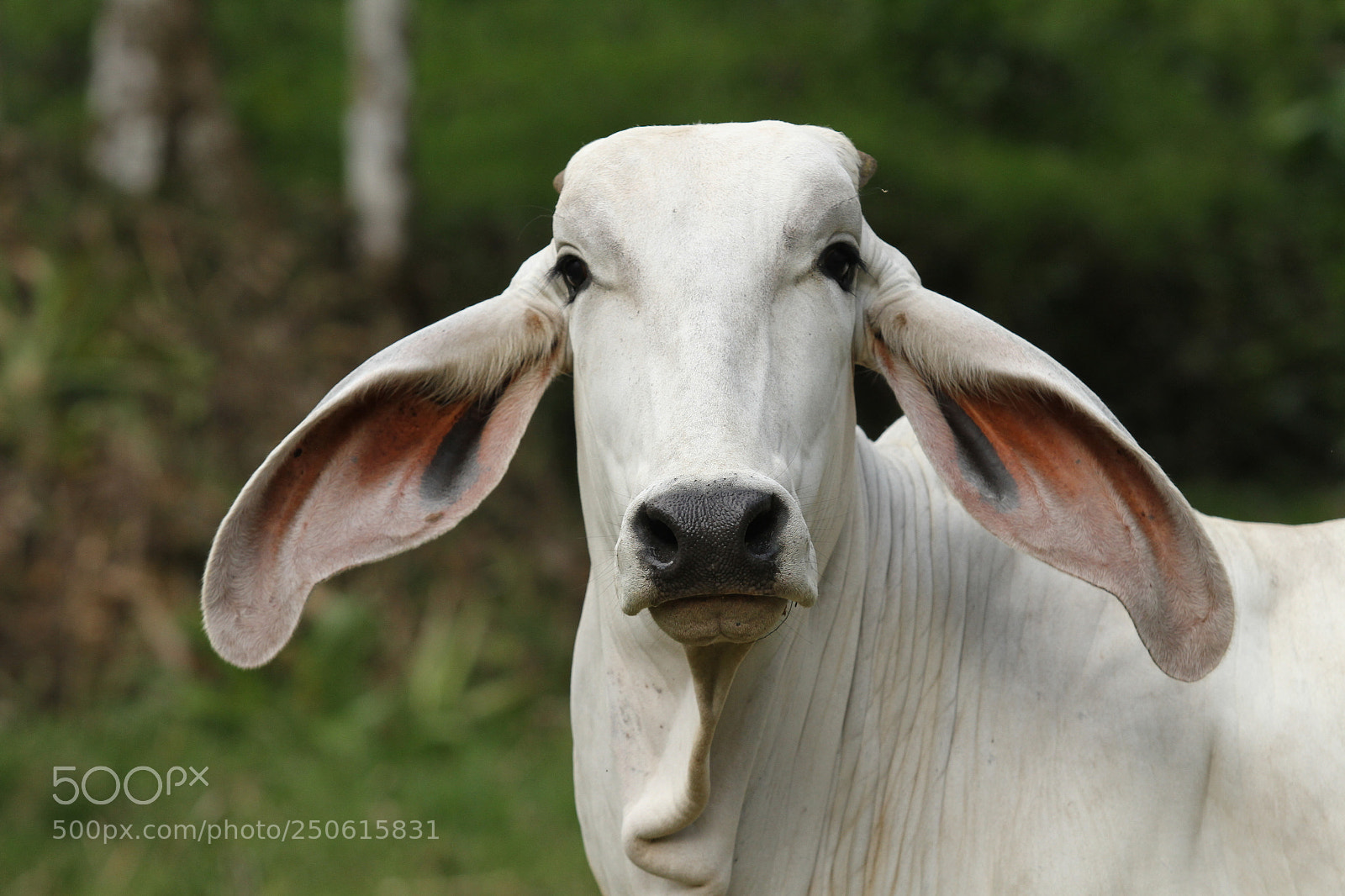 Canon EOS 7D sample photo. I can hear you photography