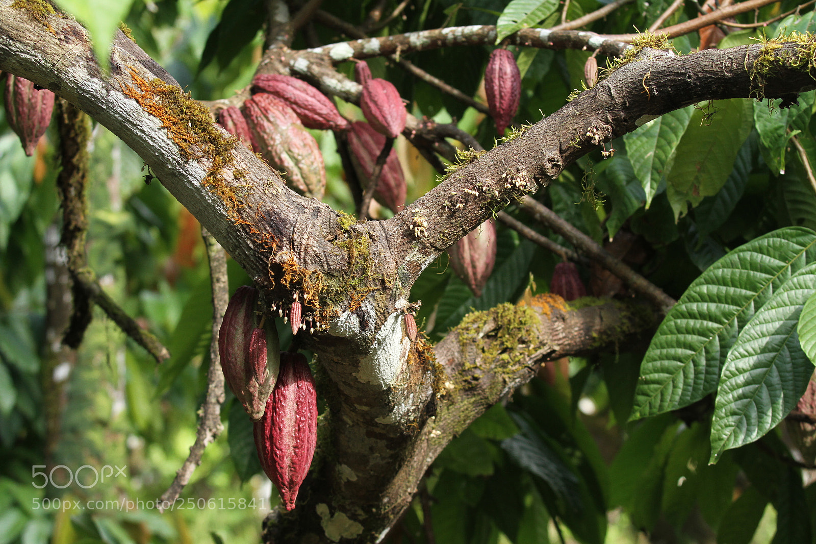 Canon EOS 7D sample photo. Cacao pod photography