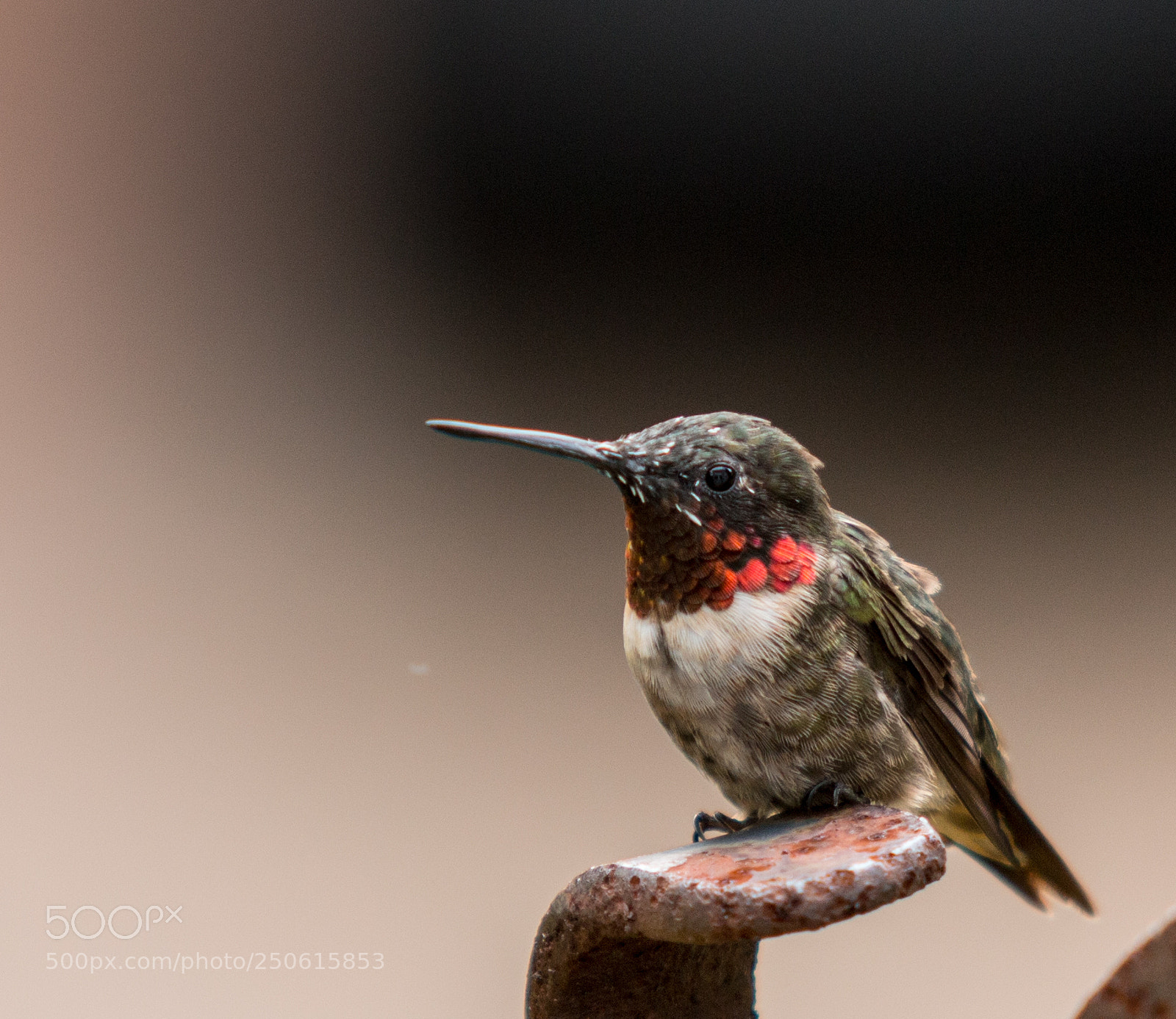 Canon EOS 70D sample photo. Ruby throated photography