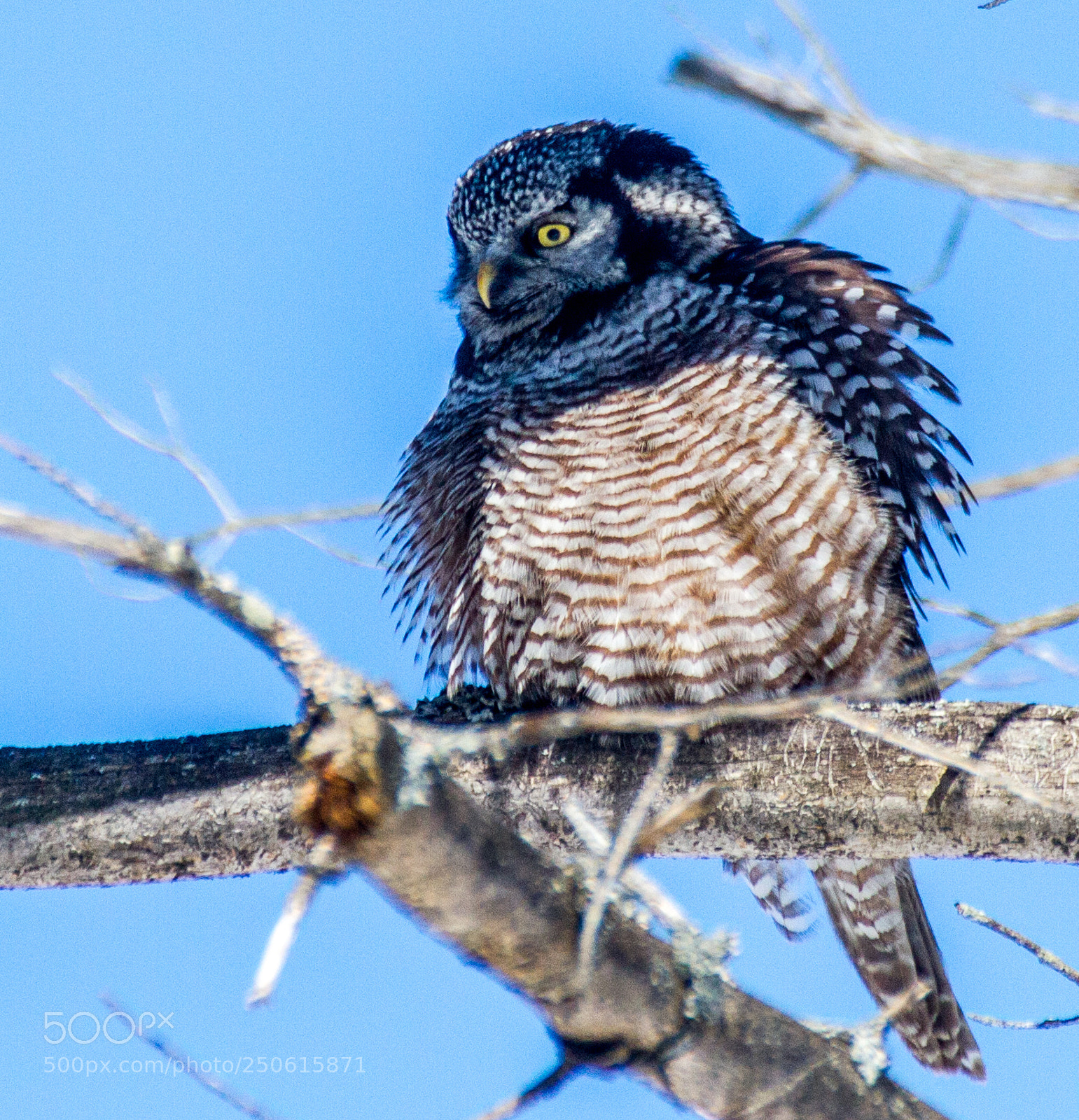 Canon EOS 7D sample photo. Hawk owl photography