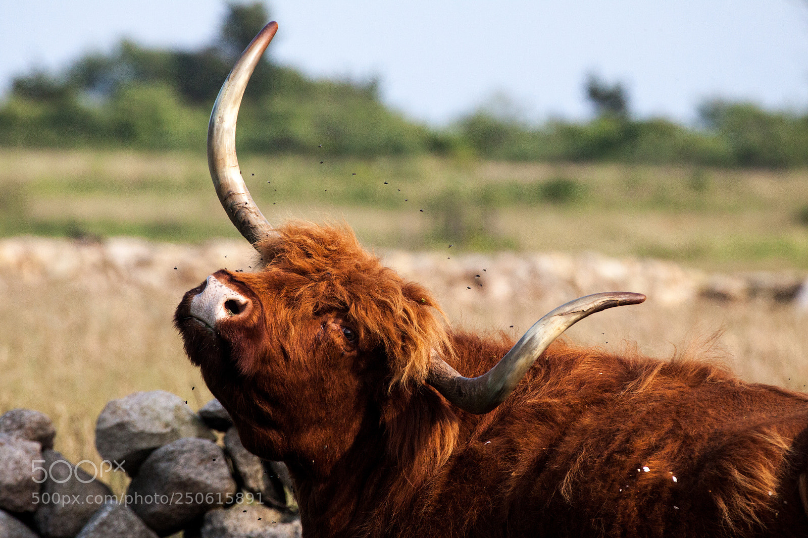 Canon EOS 50D sample photo. Bull photography