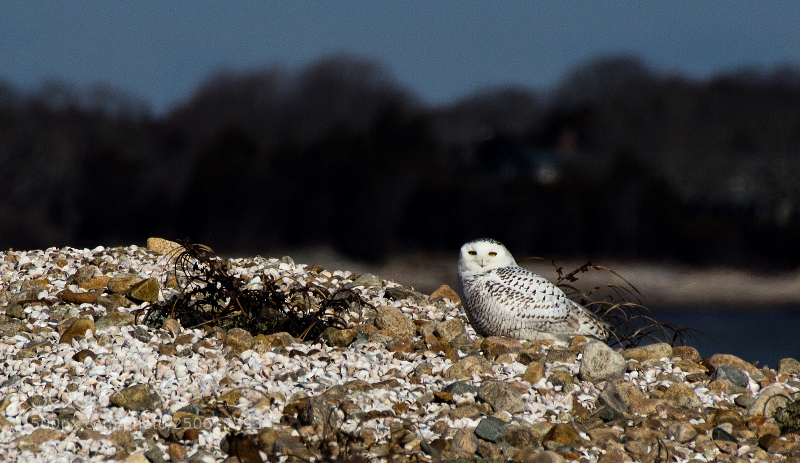 Canon EOS 60D sample photo. Snowy c photography