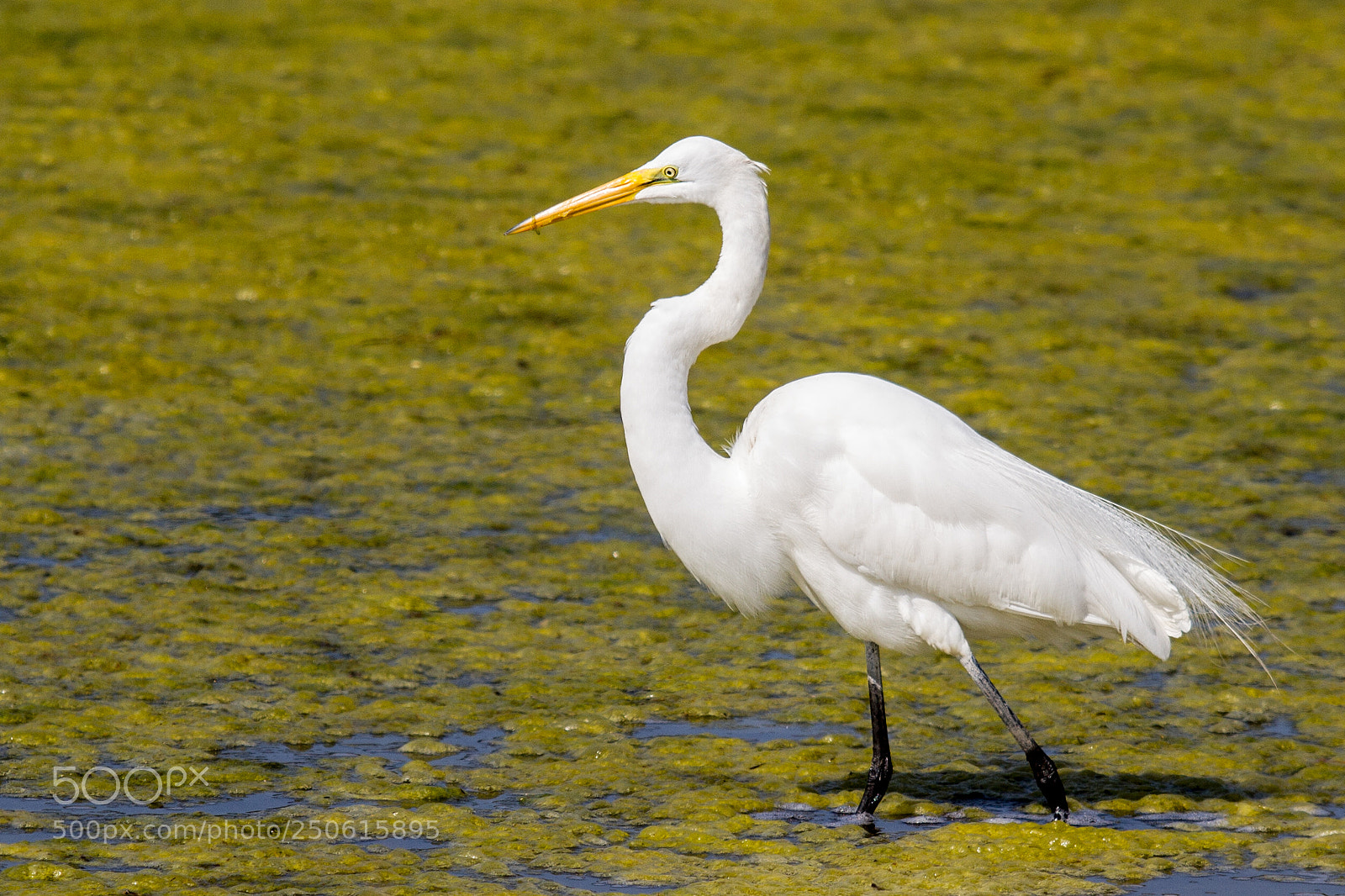 Canon EOS 7D sample photo. Egret photography