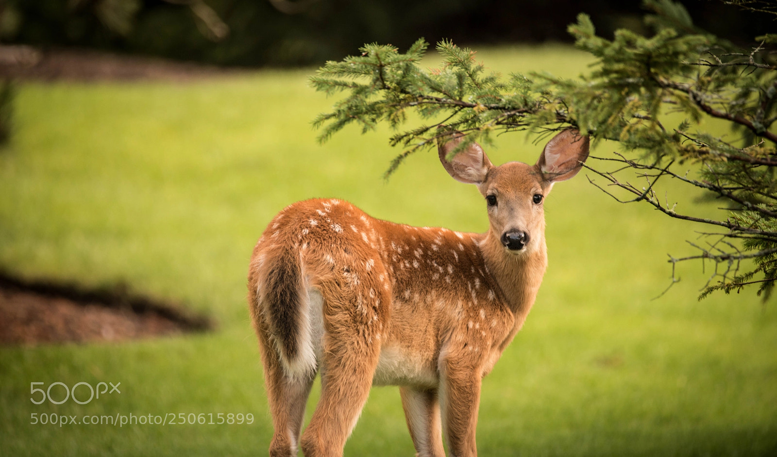 Nikon D810 sample photo. Deer photography