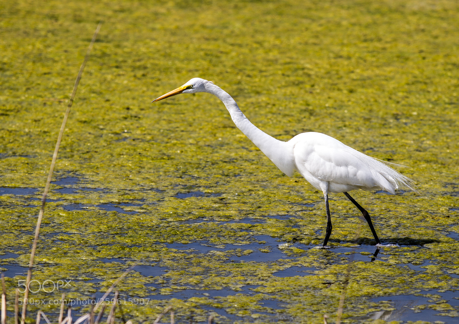 Canon EOS 7D sample photo. Great egret photography