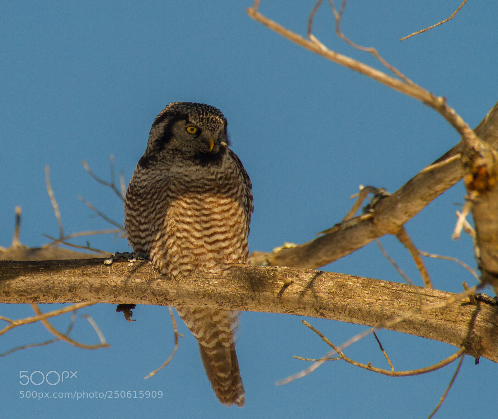 Canon EOS 7D sample photo. Hawk owl b photography