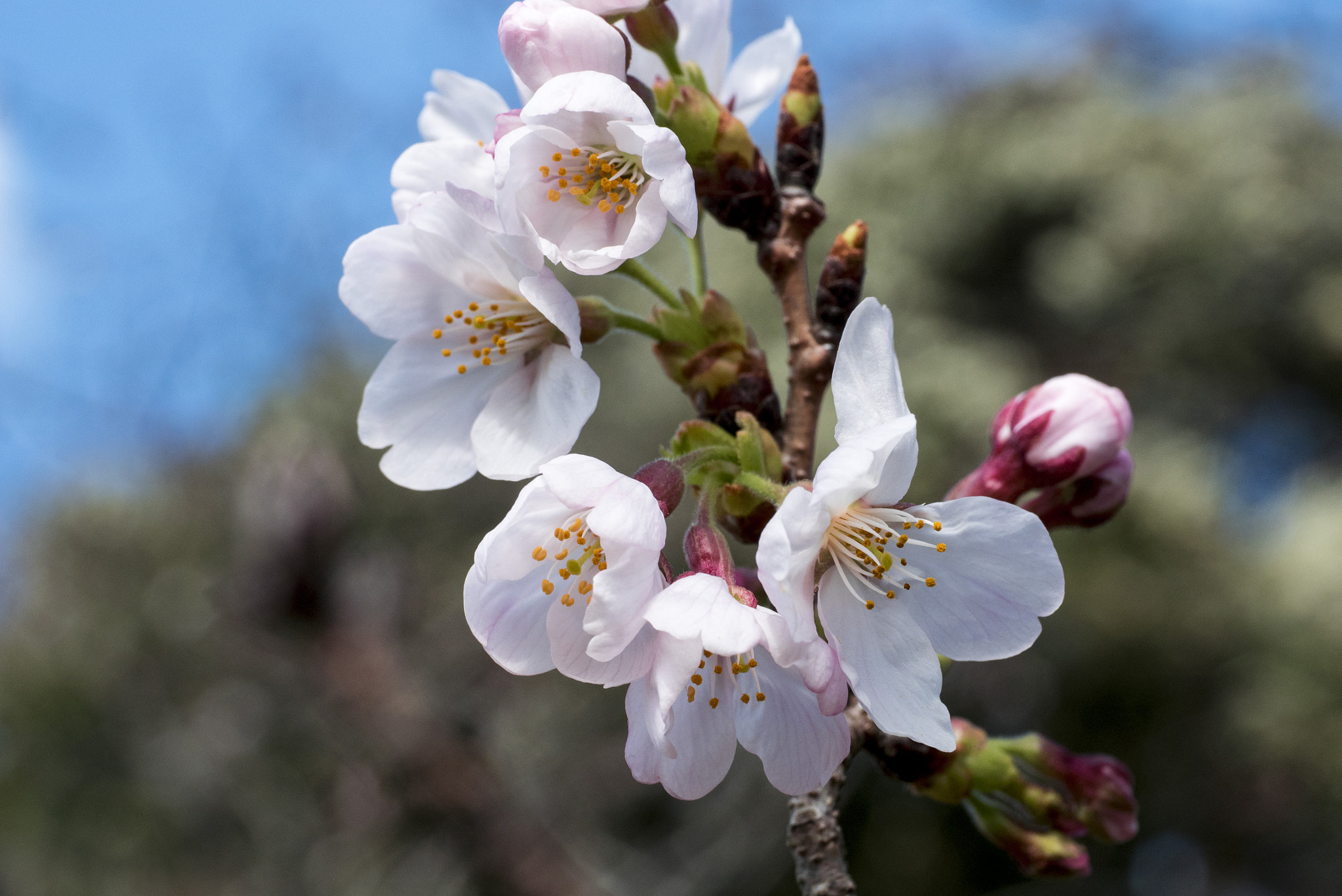 Panasonic Lumix DMC-GM5 sample photo. Cherry  blossom photography