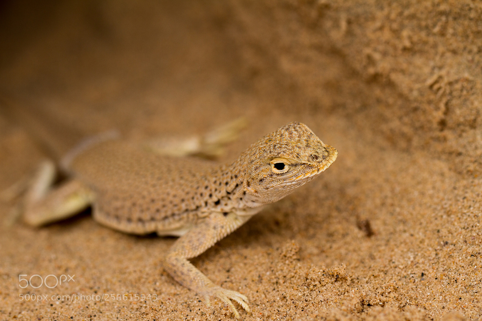 Canon EOS 7D sample photo. Burrow photography