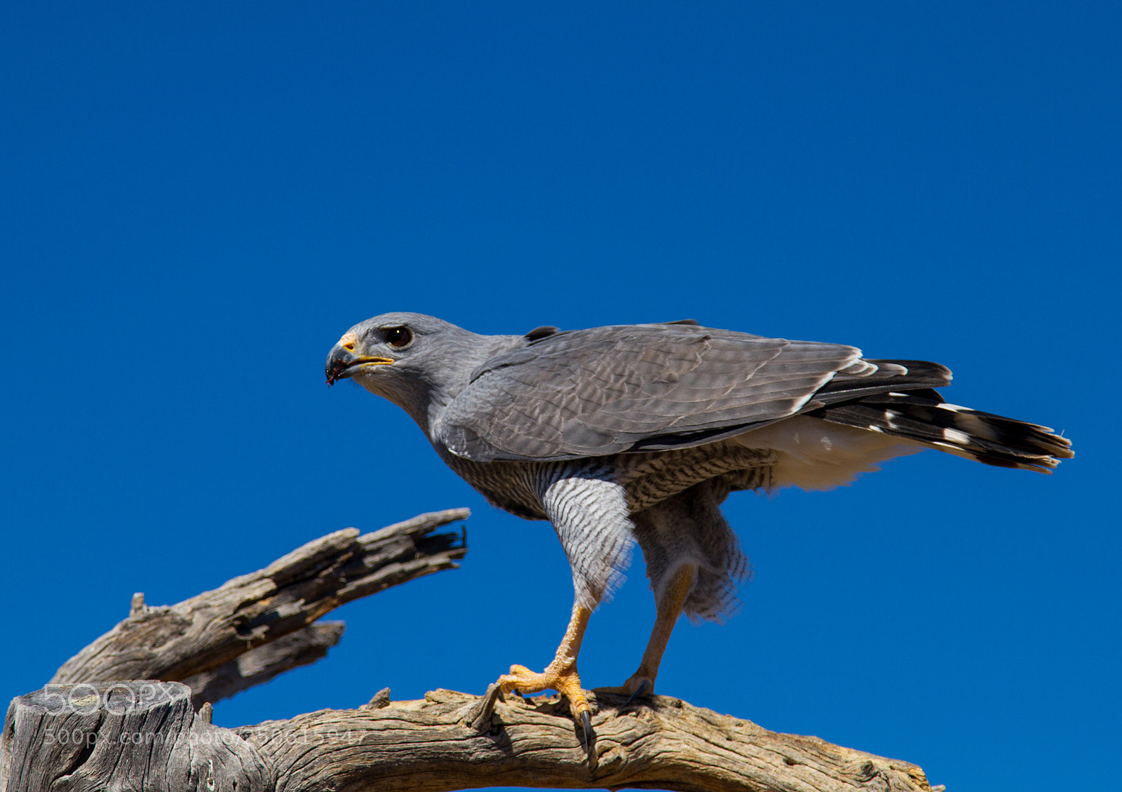 Canon EOS 7D sample photo. Flight a photography