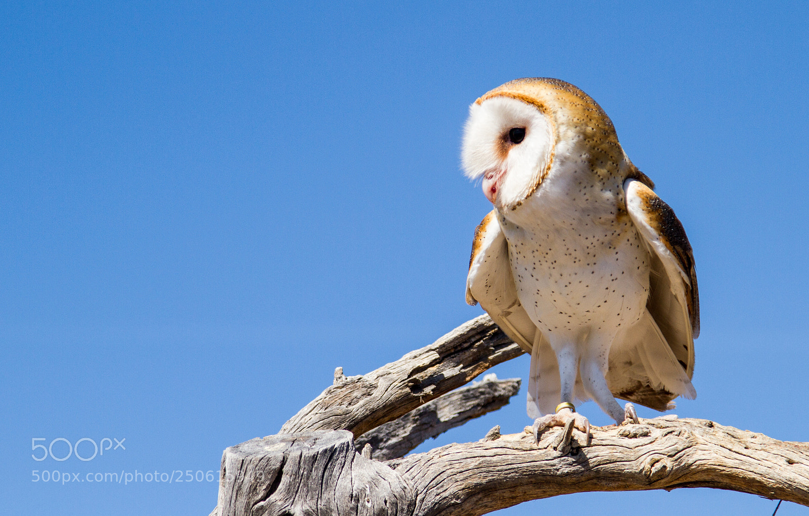 Canon EOS 7D sample photo. Barred owl a photography
