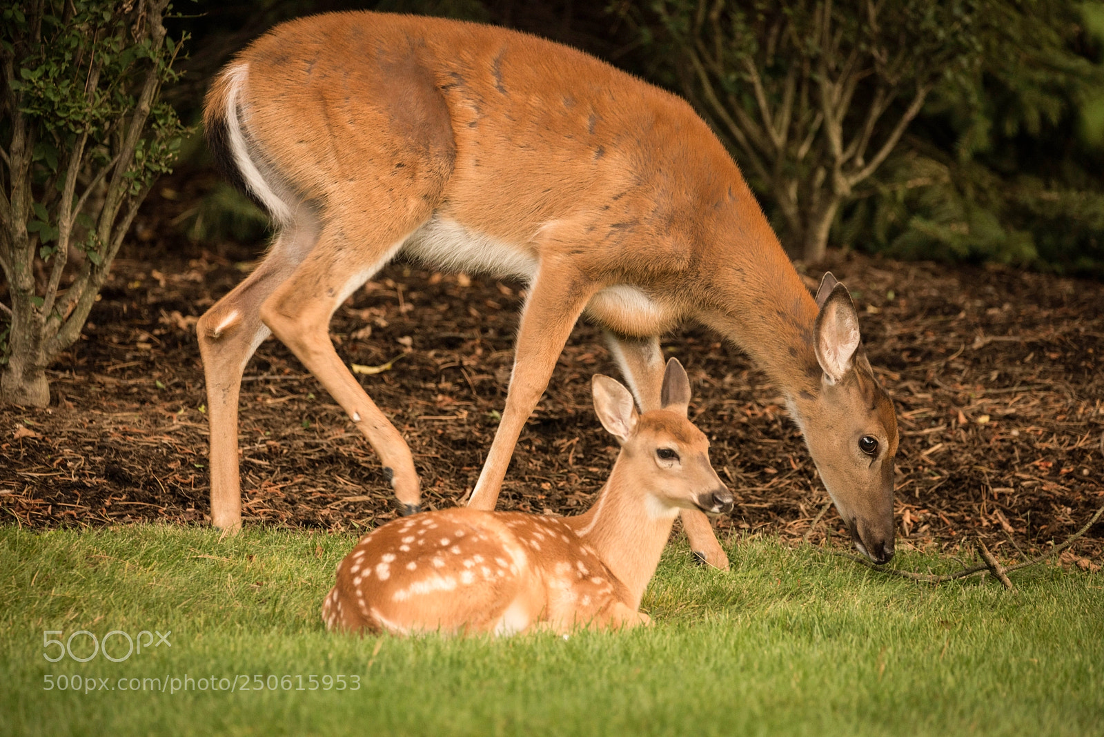 Nikon D810 sample photo. Mommy and kiddo photography