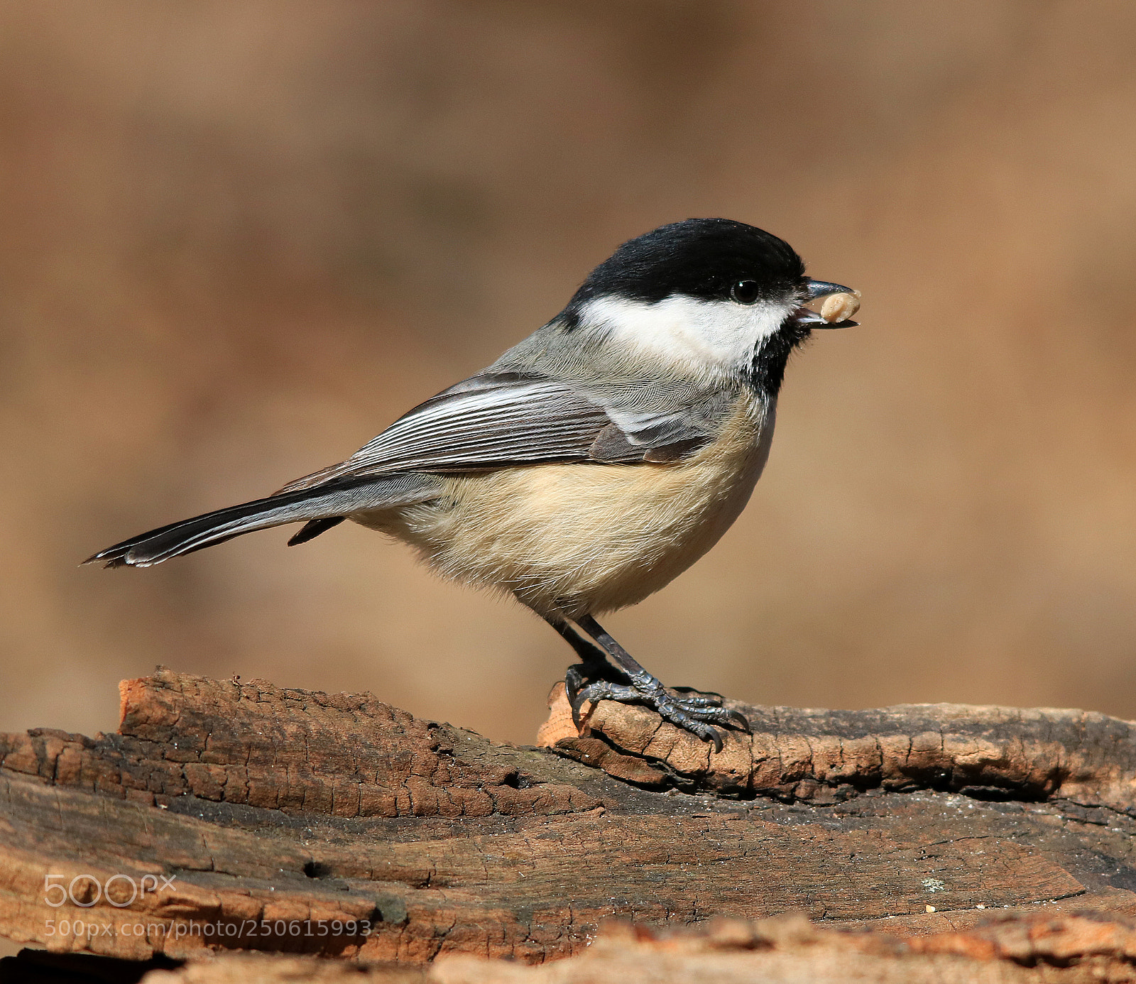 Canon EOS 750D (EOS Rebel T6i / EOS Kiss X8i) sample photo. Black capped chickadee photography