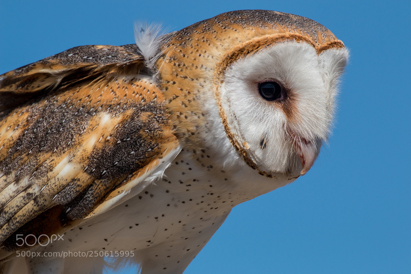 Canon EOS 70D sample photo. Barred owl b photography