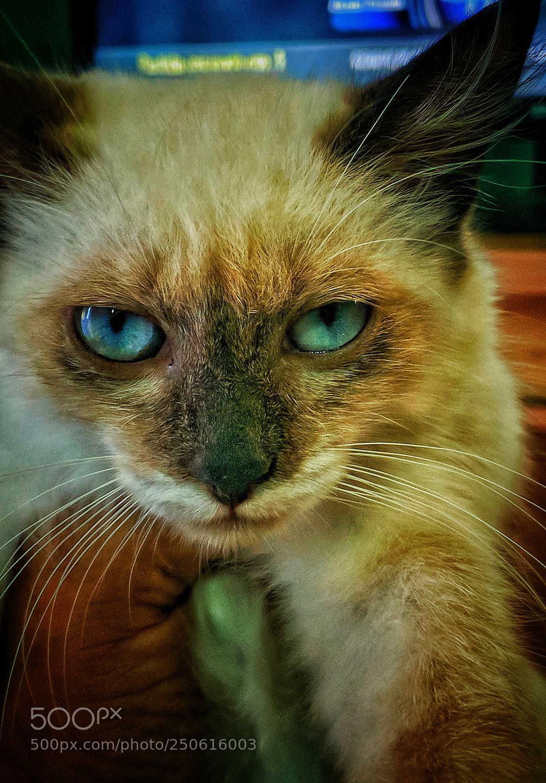 Xiaomi MI6 sample photo. The mortal and evil photography