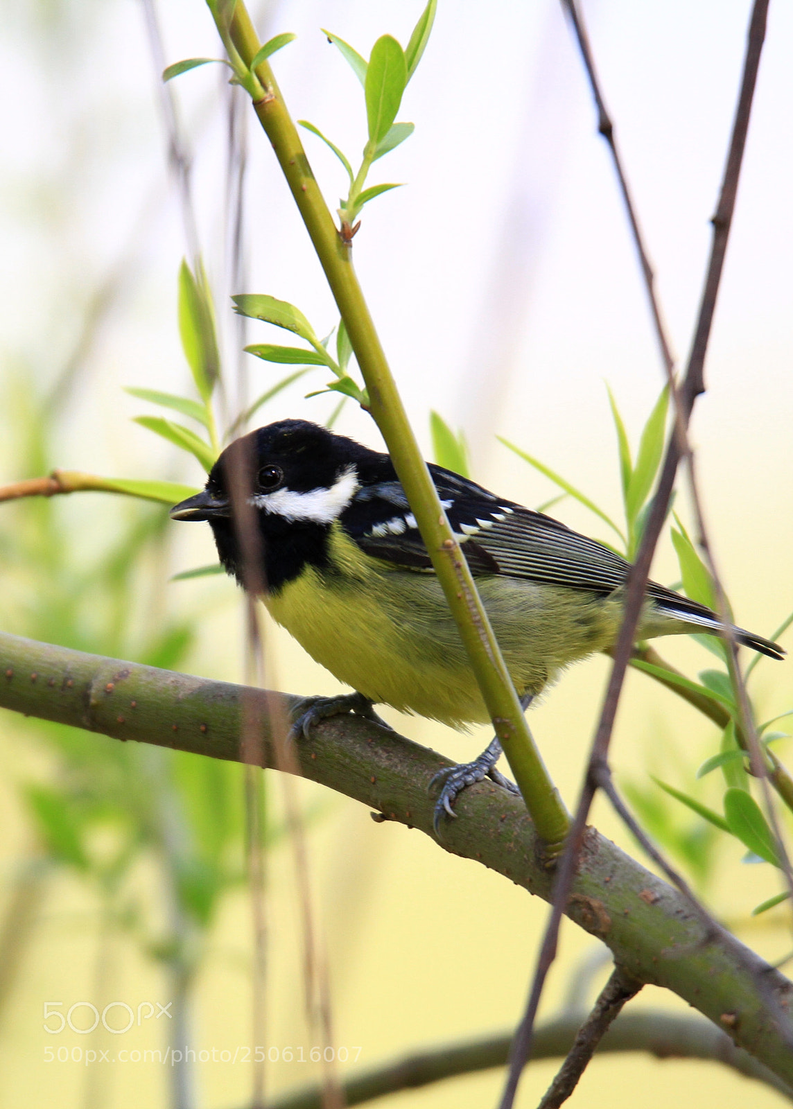 Canon EOS 7D sample photo. Phylloscopus photography