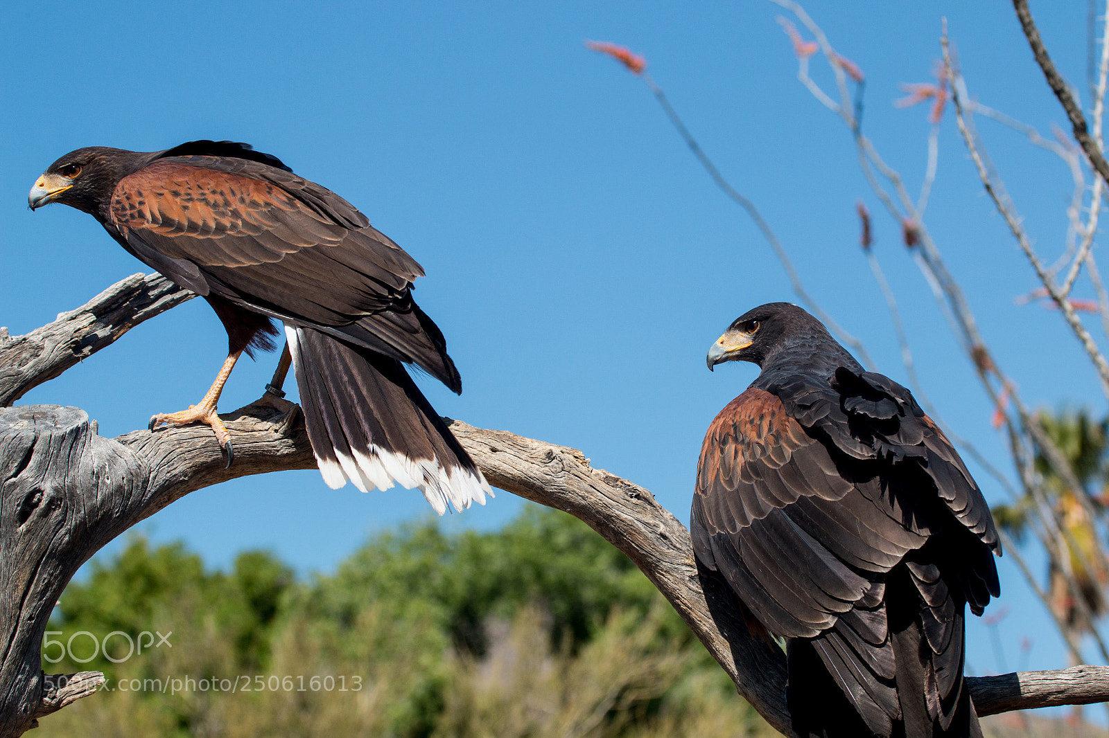 Canon EOS 70D sample photo. Flight b photography
