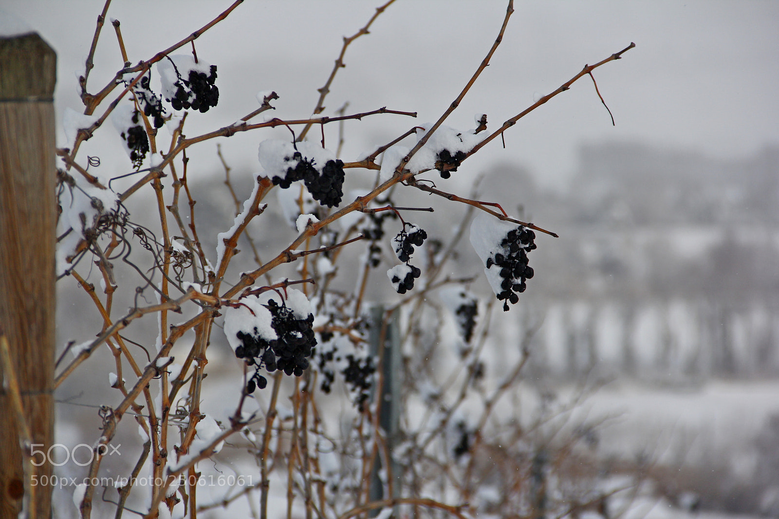 Canon EF-S 18-135mm F3.5-5.6 IS sample photo. White silence photography