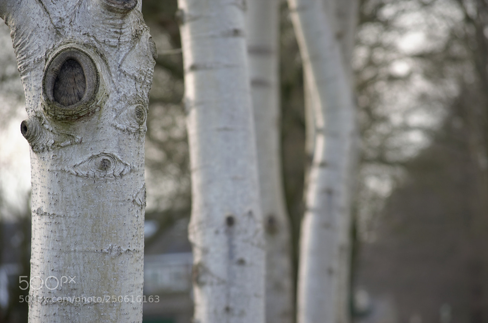 Nikon D5100 sample photo. Trunks photography