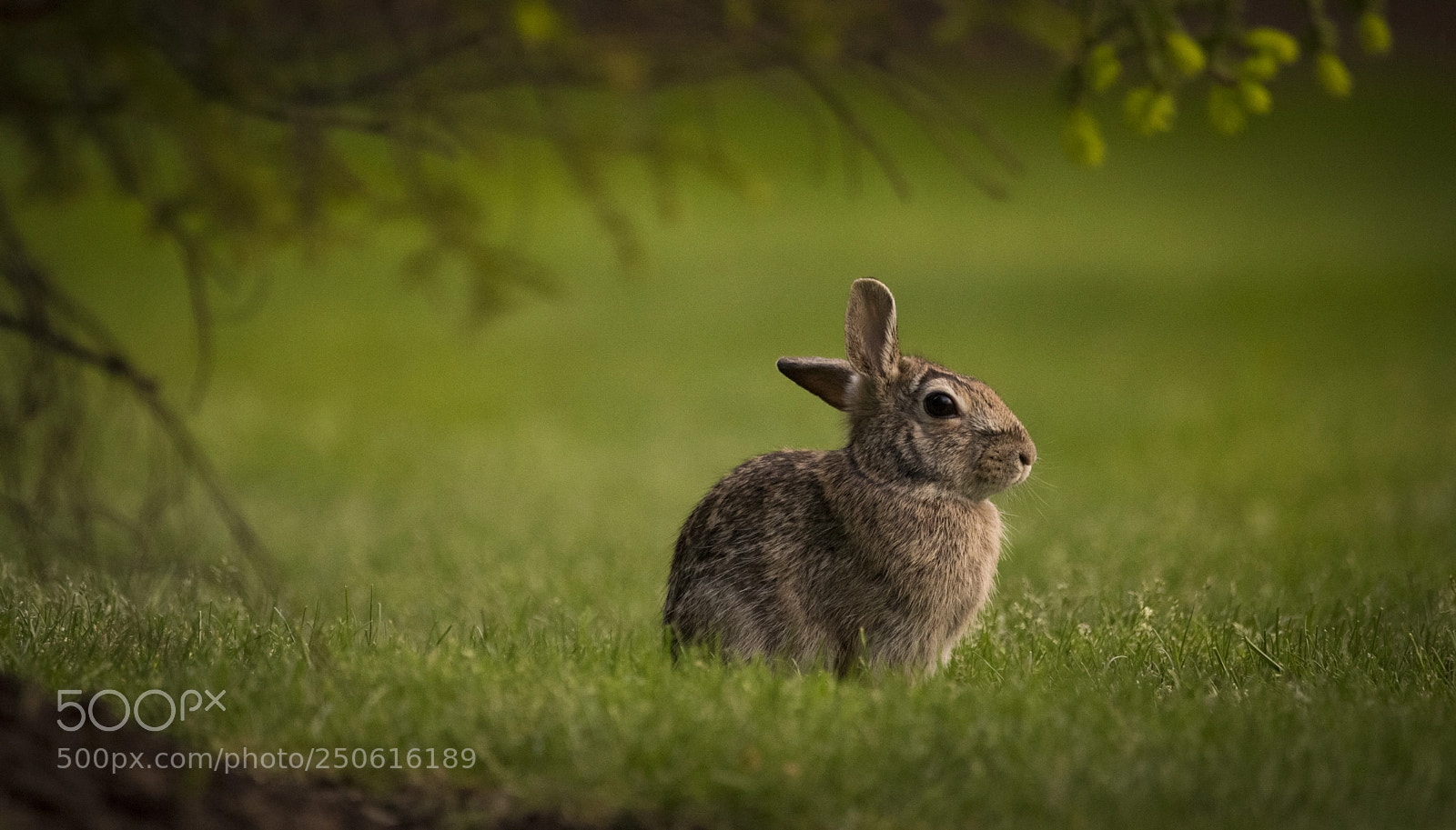 Nikon D810 sample photo. Bunny photography